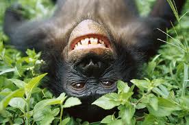Happy Bonobos